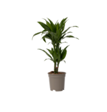 Drakenbloedboom - Dracaena deremensis 'Janet Craig' - Hoogte 60-70cm - ⌀17cm