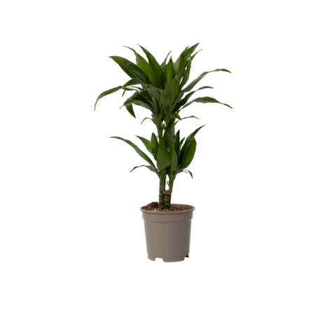 Drakenbloedboom - Dracaena deremensis 'Janet Craig' - Hoogte 60-70cm - ⌀17cm