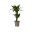 Drakenbloedboom - Dracaena deremensis 'Janet Craig' - Hoogte 60-70cm - ⌀17cm