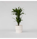 Drakenbloedboom - Dracaena deremensis 'Janet Craig' - Hoogte 60-70cm - ⌀17cm