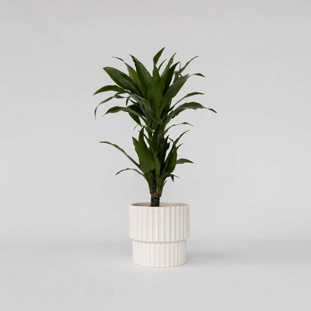 Drakenbloedboom - Dracaena deremensis 'Janet Craig' - Hoogte 60-70cm - ⌀17cm