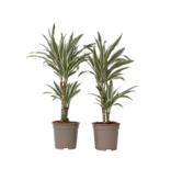 Drakenbloedboom - Set van 2 - Dracaena 'White Stripe' - Hoogte 60-70cm - ⌀17cm