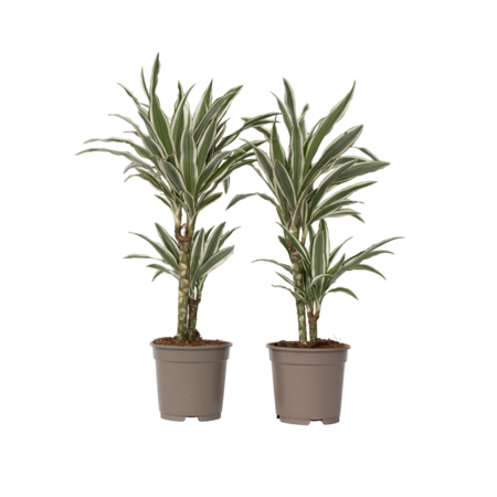 Drakenbloedboom - Set van 2 - Dracaena 'White Stripe' - Hoogte 60-70cm - ⌀17cm