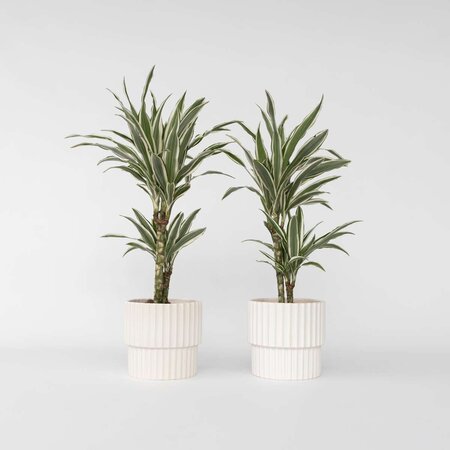 Drakenbloedboom - Set van 2 - Dracaena 'White Stripe' - Hoogte 60-70cm - ⌀17cm