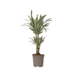 Drakenbloedboom - Dracaena deremensis 'White Stripe' - Hoogte 60-70cm - ⌀17cm