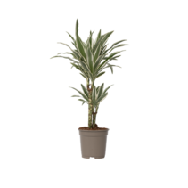 Drakenbloedboom - Dracaena deremensis 'White Stripe' - Hoogte 60-70cm - ⌀17cm