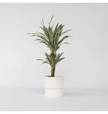Drakenbloedboom - Dracaena deremensis 'White Stripe' - Hoogte 60-70cm - ⌀17cm