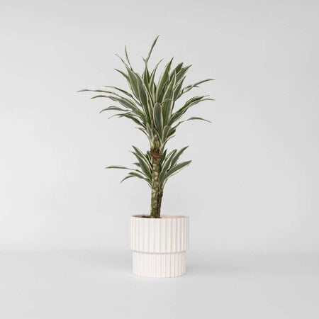 Drakenbloedboom - Dracaena deremensis 'White Stripe' - Hoogte 60-70cm - ⌀17cm