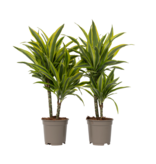 Drakenbloedboom - Set van 2 - Dracaena 'Lemon Lime' - Hoogte 60-70cm - ⌀17cm