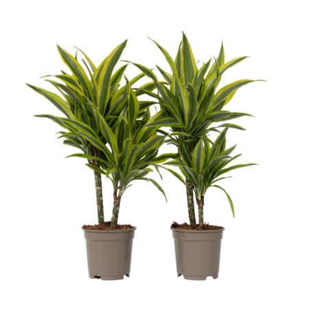 Drakenbloedboom - Set van 2 - Dracaena 'Lemon Lime' - Hoogte 60-70cm - ⌀17cm