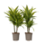 Drakenbloedboom - Set van 2 - Dracaena 'Lemon Lime' - Hoogte 60-70cm - ⌀17cm