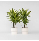 Drakenbloedboom - Set van 2 - Dracaena 'Lemon Lime' - Hoogte 60-70cm - ⌀17cm