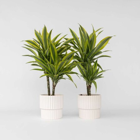 Drakenbloedboom - Set van 2 - Dracaena 'Lemon Lime' - Hoogte 60-70cm - ⌀17cm