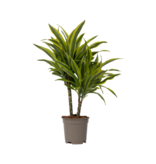 Drakenbloedboom - Dracaena deremensis 'Lemon Lime' - Hoogte 60-70cm - ⌀17cm