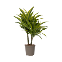 Drakenbloedboom - Dracaena deremensis 'Lemon Lime' - Hoogte 60-70cm - ⌀17cm
