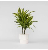 Drakenbloedboom - Dracaena deremensis 'Lemon Lime' - Hoogte 60-70cm - ⌀17cm