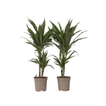 Drakenbloedboom - Set van 2 - Dracaena 'Warneckei' - Hoogte 60-70cm - ⌀17cm
