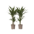 Drakenbloedboom - Set van 2 - Dracaena 'Warneckei' - Hoogte 60-70cm - ⌀17cm