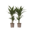 Drakenbloedboom - Set van 2 - Dracaena 'Warneckei' - Hoogte 60-70cm - ⌀17cm