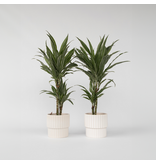 Drakenbloedboom - Set van 2 - Dracaena 'Warneckei' - Hoogte 60-70cm - ⌀17cm