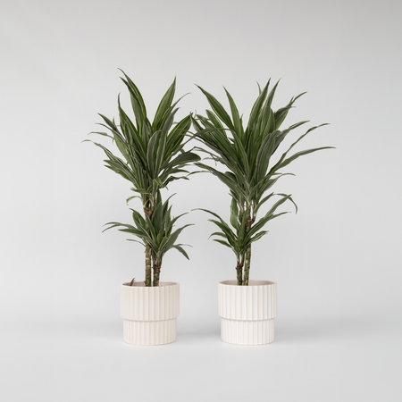 Drakenbloedboom - Set van 2 - Dracaena 'Warneckei' - Hoogte 60-70cm - ⌀17cm