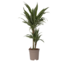 Drakenbloedboom - Dracaena Deremensis 'Warneckei' - Hoogte 60-70cm - ⌀17cm