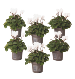 Perzisch cyclaam - Set van 6 - Cyclamen 'Metis White' - Hoogte 10-20cm - ⌀9cm