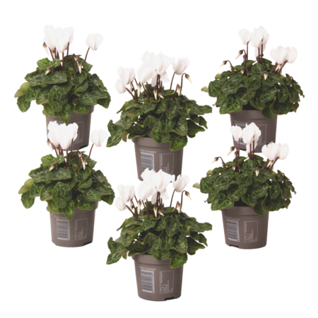 Perzisch cyclaam - Set van 6 - Cyclamen 'Metis White' - Hoogte 10-20cm - ⌀9cm