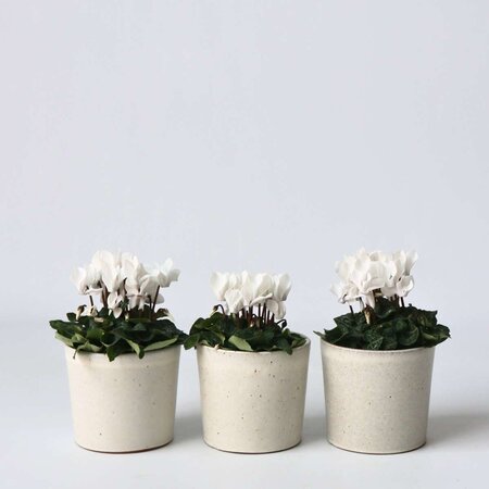 Perzisch cyclaam - Set van 6 - Cyclamen 'Metis White' - Hoogte 10-20cm - ⌀9cm