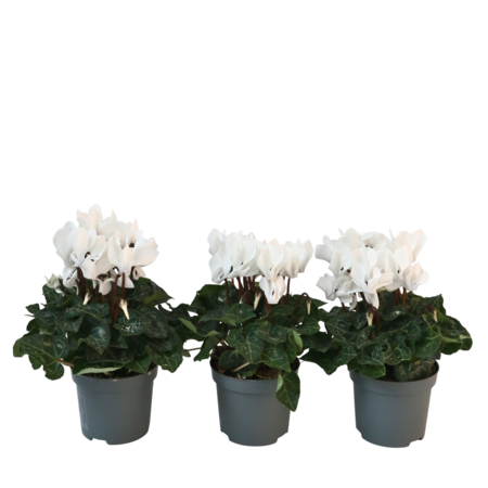 Perzisch cyclaam - Set van 3 - Cyclamen 'Metis White' - Hoogte 10-20cm - ⌀9cm
