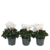 Perzisch cyclaam - Set van 3 - Cyclamen 'Metis White' - Hoogte 10-20cm - ⌀9cm