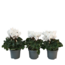 Perzisch cyclaam - Set van 3 - Cyclamen 'Metis White' - Hoogte 10-20cm - ⌀9cm
