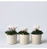 Perzisch cyclaam - Set van 3 - Cyclamen 'Metis White' - Hoogte 10-20cm - ⌀9cm