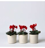 Perzisch cyclaam - Set van 6 - Cyclamen Winfall Scarlet - Hoogte 10-20cm - ⌀9cm