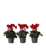 Perzisch cyclaam - Set van 3 - Cyclamen Winfall Scarlet - Hoogte 10-20cm - ⌀9cm