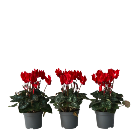 Perzisch cyclaam - Set van 3 - Cyclamen Winfall Scarlet - Hoogte 10-20cm - ⌀9cm