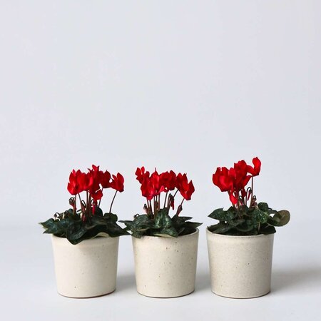 Perzisch cyclaam - Set van 3 - Cyclamen Winfall Scarlet - Hoogte 10-20cm - ⌀9cm