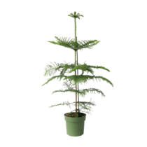 Kamerden - Araucaria heterophylla - Hoogte 70-80cm - ⌀21cm