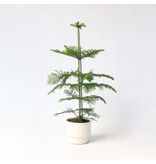 Kamerden - Araucaria heterophylla - Hoogte 70-80cm - ⌀21cm