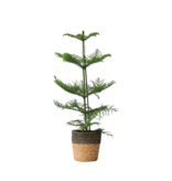 Kamerden - Araucaria heterophylla - Hoogte 50-60cm - ⌀17cm