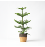 Kamerden - Araucaria heterophylla - Hoogte 50-60cm - ⌀17cm
