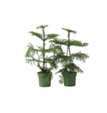 Kamerden - Set van 2 - Araucaria heterophylla - Hoogte 45-55cm - ⌀14cm