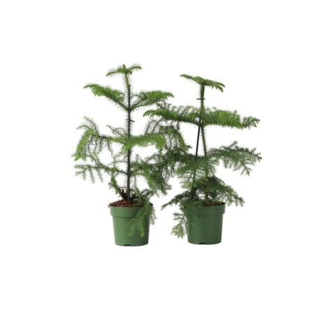 Kamerden - Set van 2 - Araucaria heterophylla - Hoogte 45-55cm - ⌀14cm