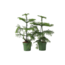 Kamerden - Set van 2 - Araucaria heterophylla - Hoogte 45-55cm - ⌀14cm