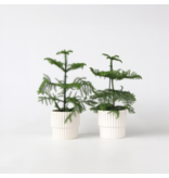 Kamerden - Set van 2 - Araucaria heterophylla - Hoogte 45-55cm - ⌀14cm