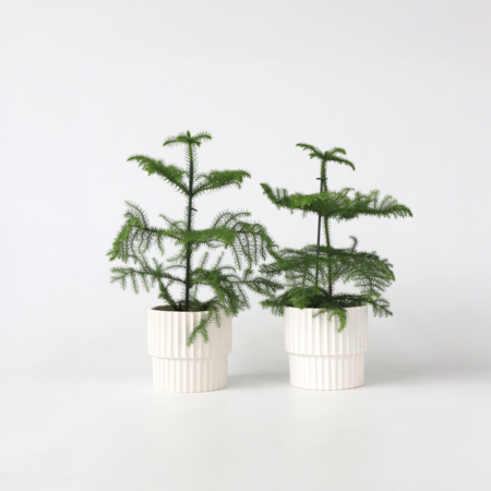 Kamerden - Set van 2 - Araucaria heterophylla - Hoogte 45-55cm - ⌀14cm