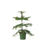 Kamerden - Araucaria heterophylla - Hoogte 45-55cm - ⌀14cm