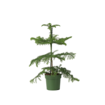 Kamerden - Araucaria heterophylla - Hoogte 45-55cm - ⌀14cm