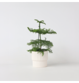 Kamerden - Araucaria heterophylla - Hoogte 45-55cm - ⌀14cm