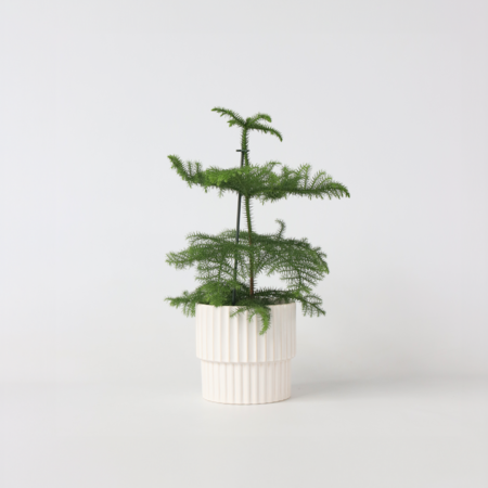 Kamerden - Araucaria heterophylla - Hoogte 45-55cm - ⌀14cm